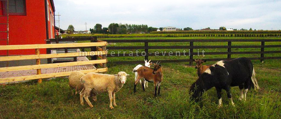 PArco animali bnb motta dei conti bed and breakfast