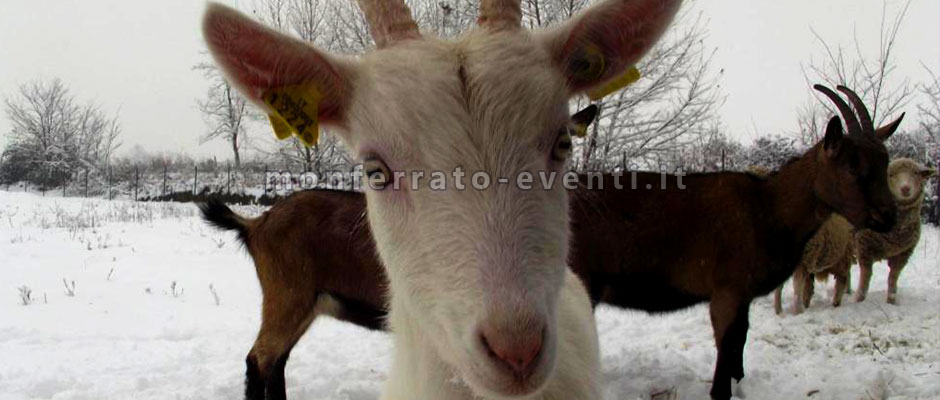 Parco animali a motta dei conti