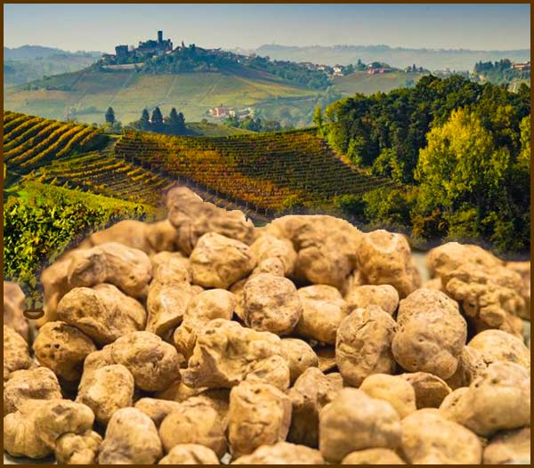  il tartufo bianco è la specialità prodotta nel monferrato. Monferrato-eventi è lieta di presentare la fiera nazionel del tartufo a murisengo.