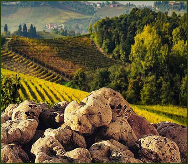 la fiera del tartufo bianco si svolge a montechiaro d'asti (AT). è una fiera che si svolge una volta all'anno e il monferrato-eventi la presenta con piacere. 